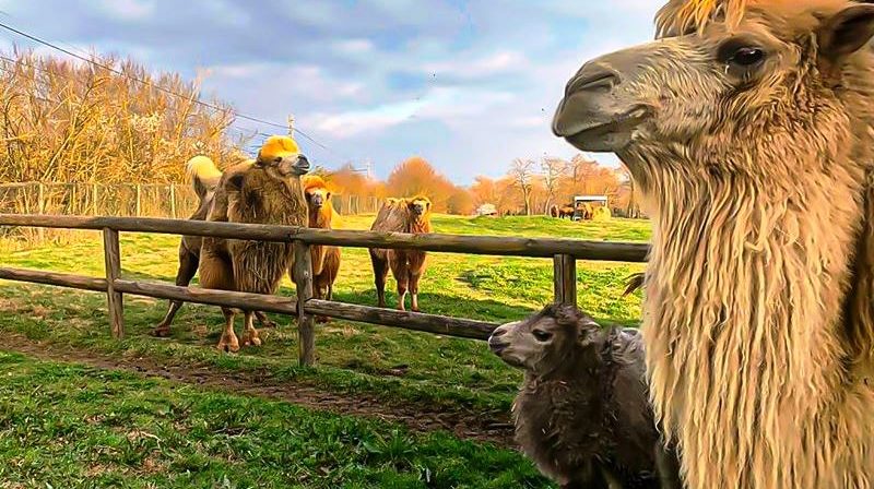 Leo Wild Park a Todi