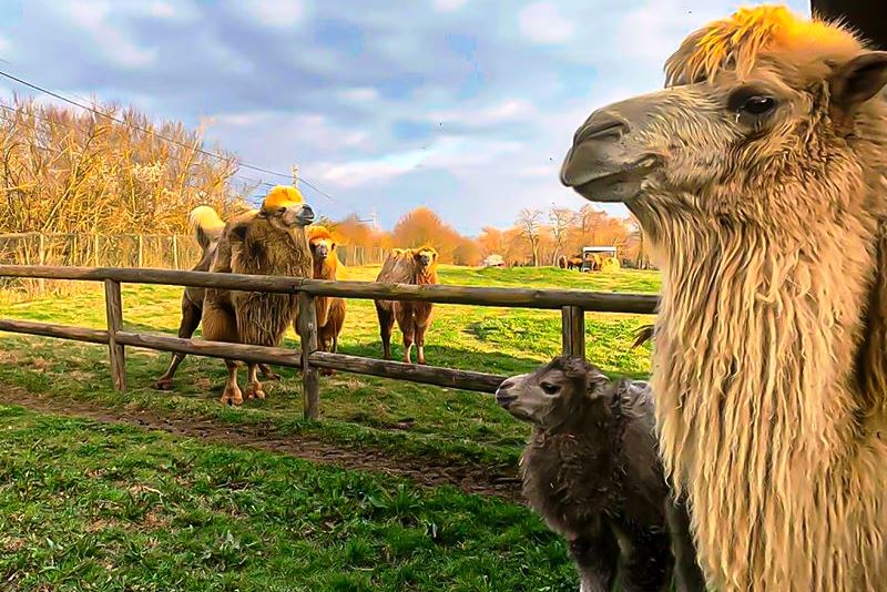 Leo Wild Park a Todi